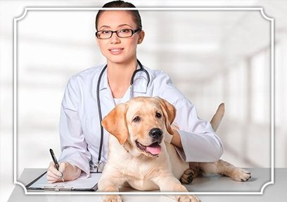 Centro de Asistencia Veterinaria